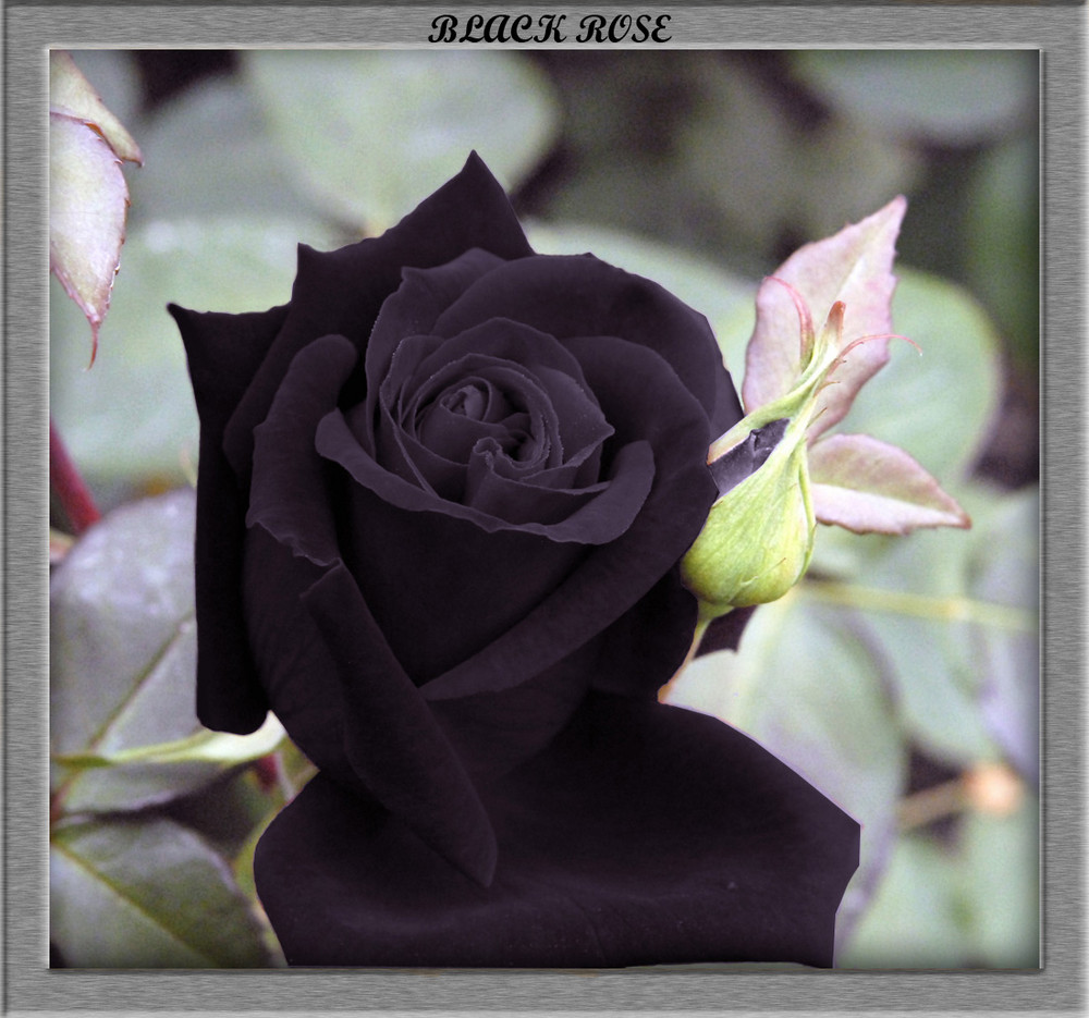 Black rose 2814 The Wondrous Pics