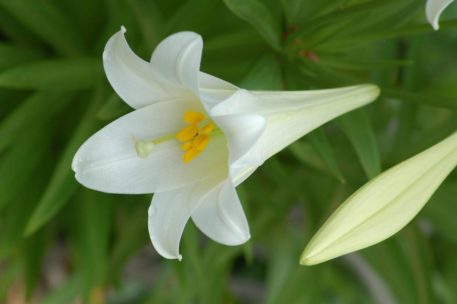White Lily Flowers 1 8467 The Wondrous Pics